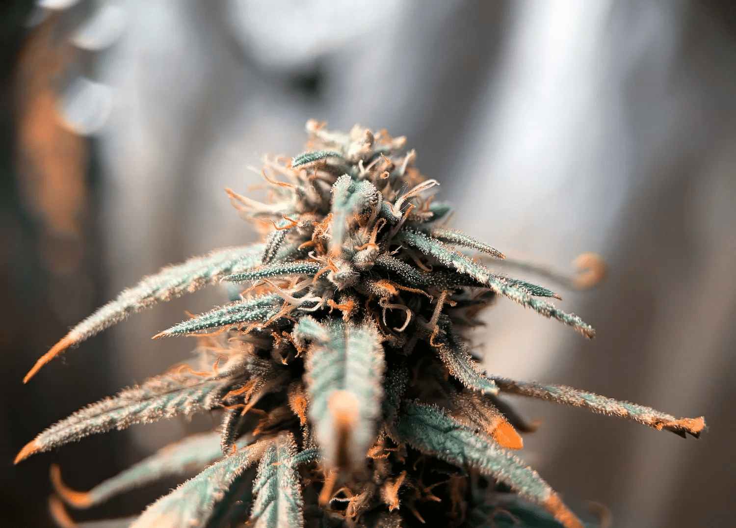 Close up of cannabis flower on plant